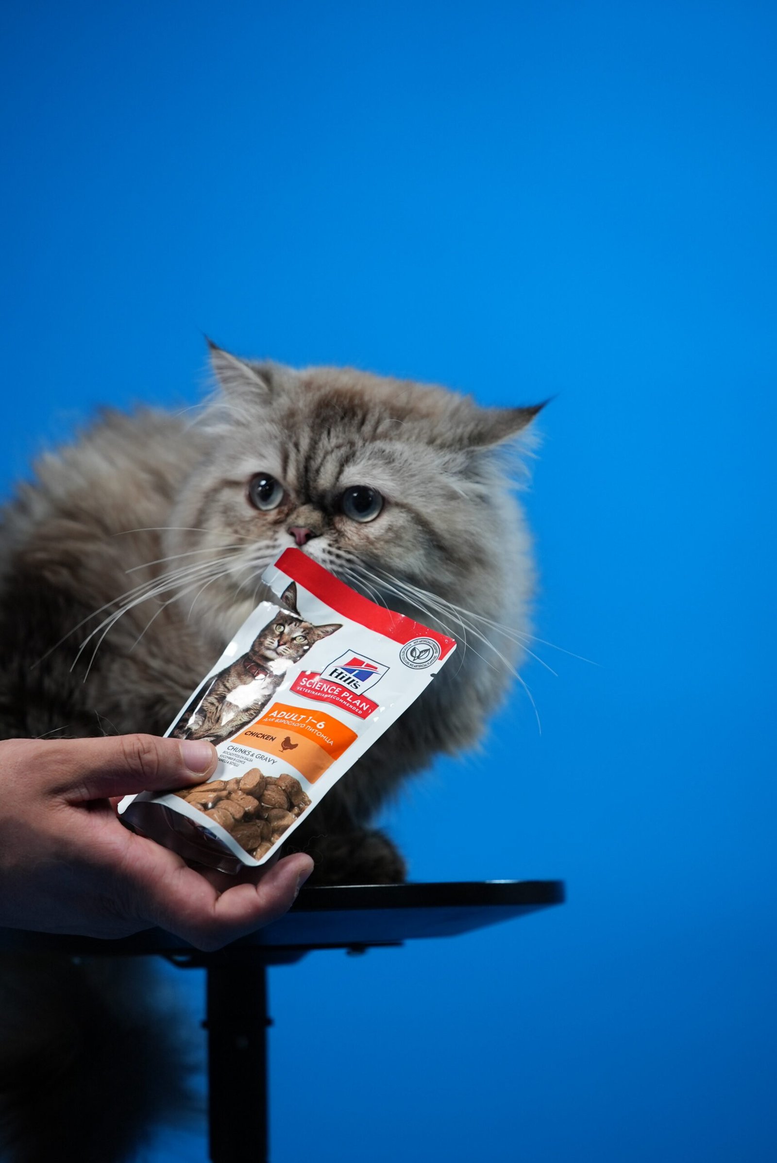 Hill’s Science Plan Aliment Pour Chat Adulte Au Poulet – Image 2